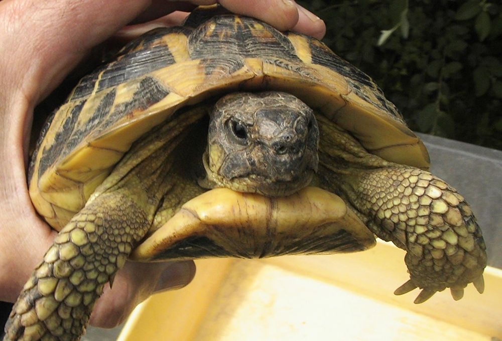   tortue terrestre 9/10 ans - 12cm. 