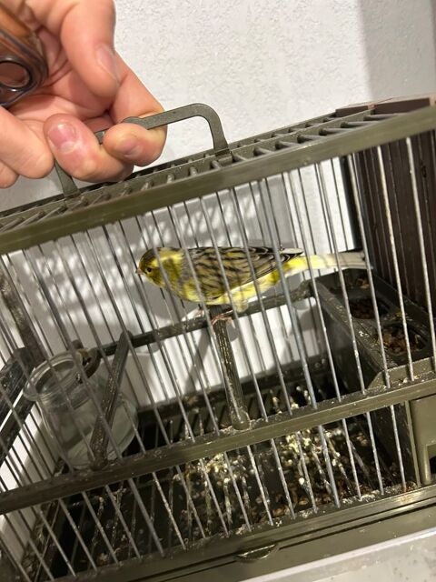 Canari 20 34800 Clermont-l'h�rault