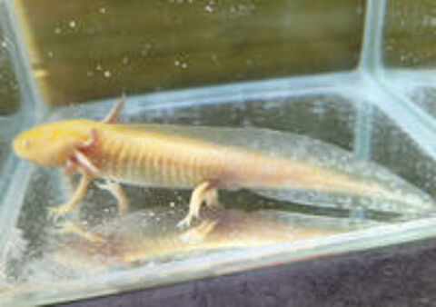   AXOLOTL Albinos 