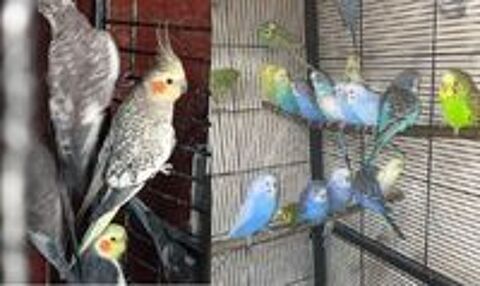   Calopsittes, perruches, Kakarikis, Omnicolore  