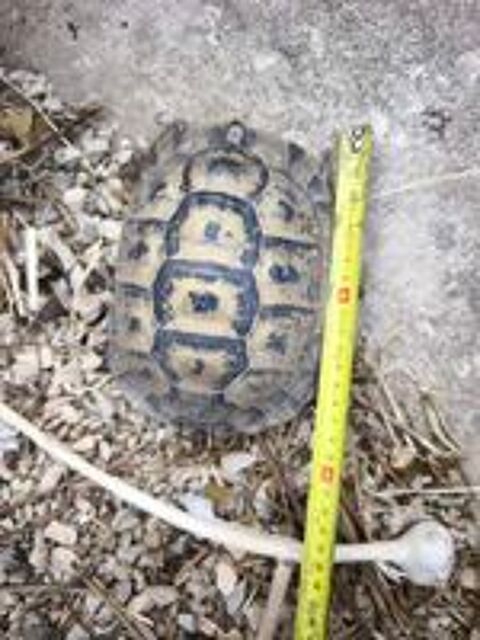   Tortue  