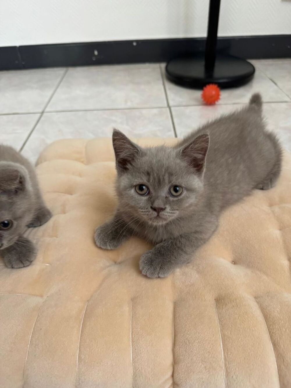   Magnifiques chatons scottish fold & straight 