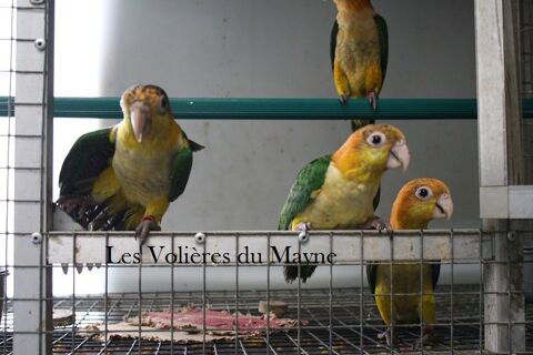Perroquet Caïque à tête orange 500 47430 Caumont-sur-garonne