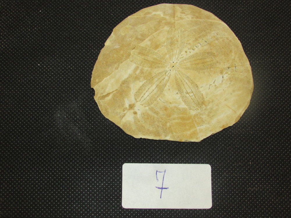 fossile de bordeaux 