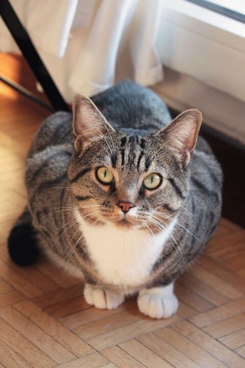 Hugo, mâle type Européen né en 2016 (estimation) 200 92380 Garches