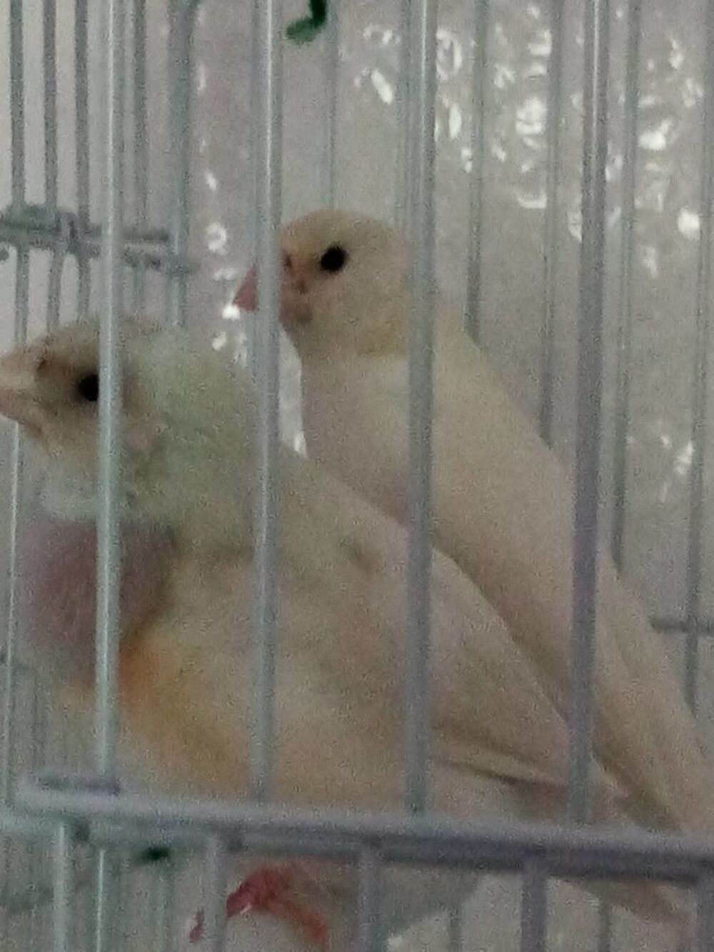   couple diamant de gould blanc 