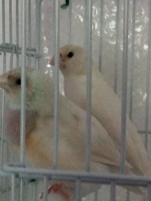 couple diamant de gould blanc 100 94460 Valenton