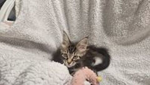   Chaton Maine coon  