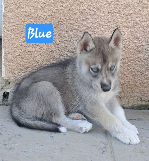 Chiots type husky sib&eacute;rien 600 42500 Le chambon-feugerolles