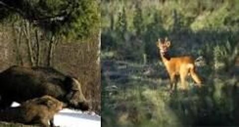 Chasse au gros du samedi matin 120 Saint-Clément (89)