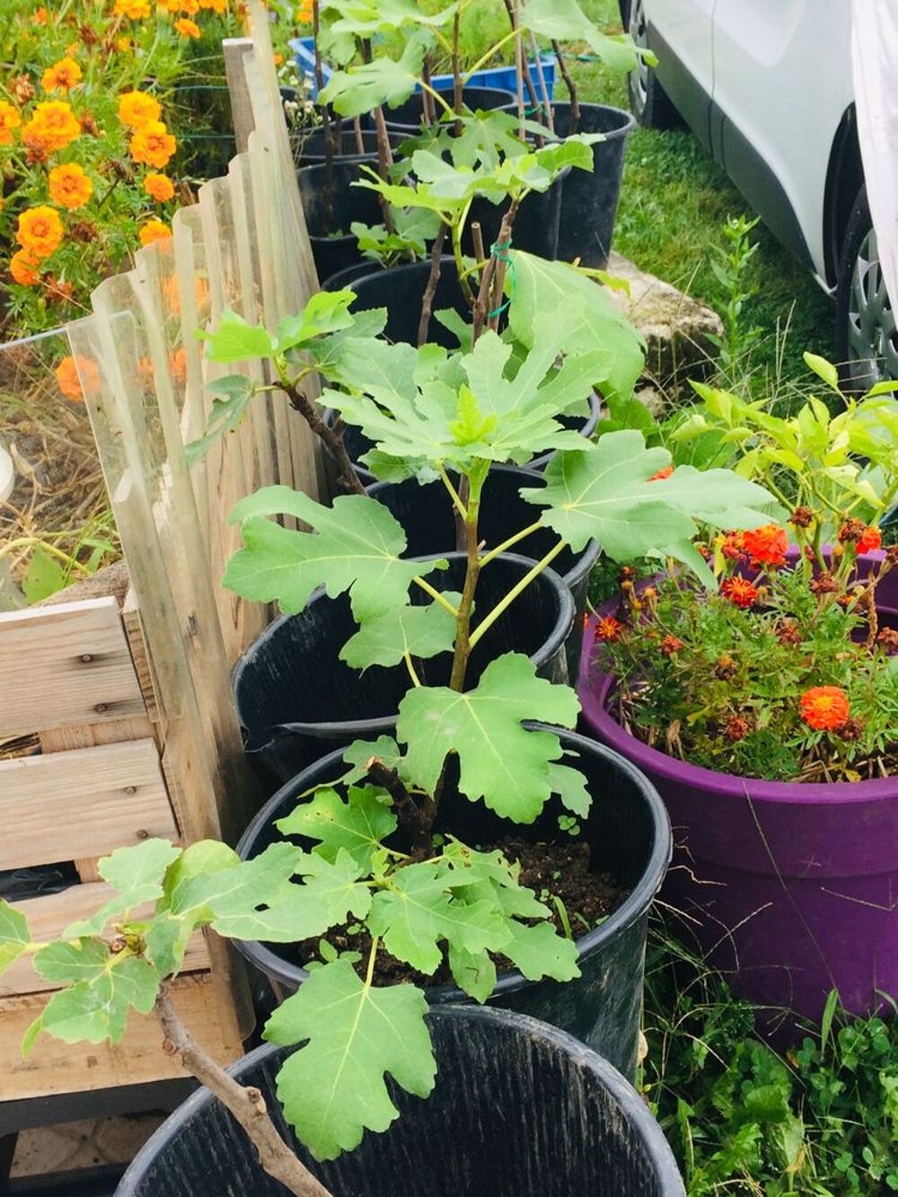 PLANTS DE FIGUIERS A REPIQUER JUSQU'AU DEBUT DU PRINTEMPS Jardin