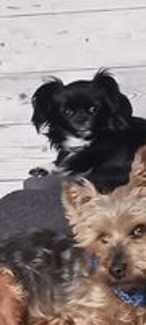  Chihuahua noir et blanc LOF dispo pour saillie,  âge 2.5 ans 