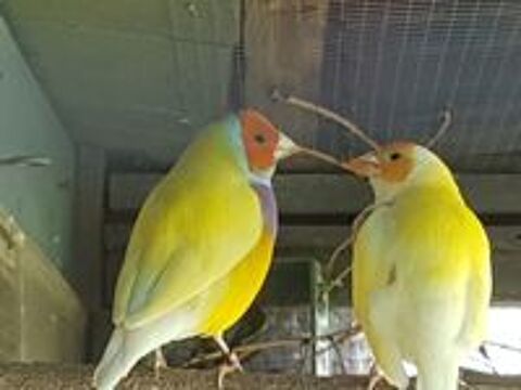     Oiseaux exotiques Diamants goulds 