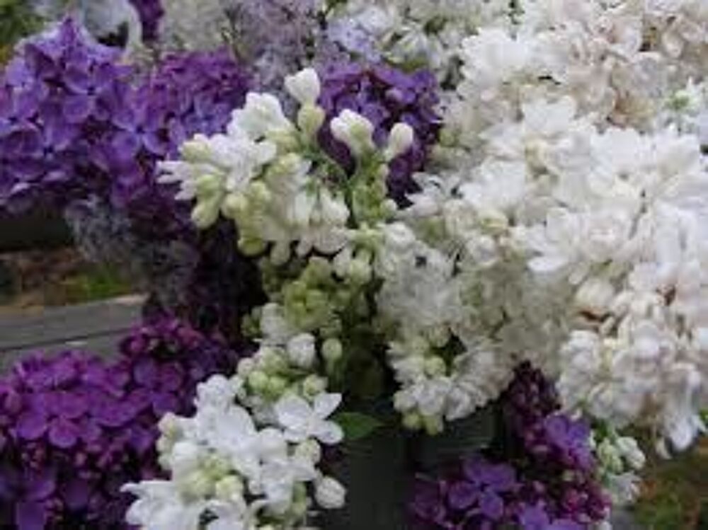 2 plants de lilas blanc simple
Jardin