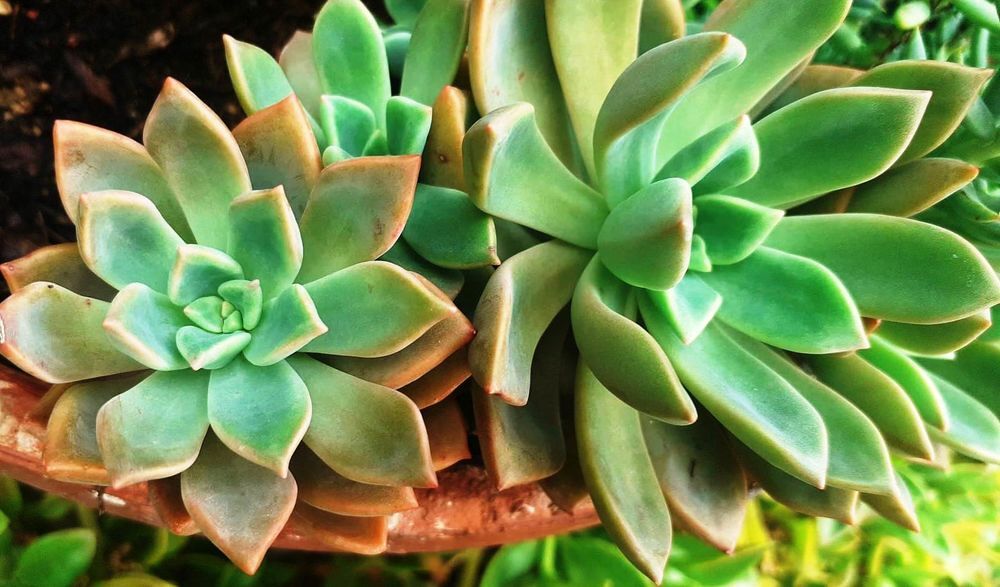Jardin Secret : Huit Feuilles de Propagation, Quatre Vari&eacute;t&eacute; Jardin