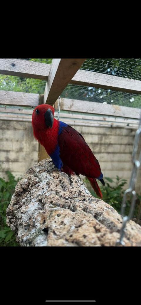 Grand Eclectus femelle (gratuit) 0 94320 Thiais