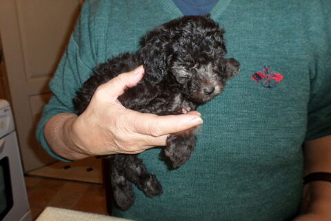 chiot caniche femelle ( dispos de suite ) 1650 59400 Cambrai