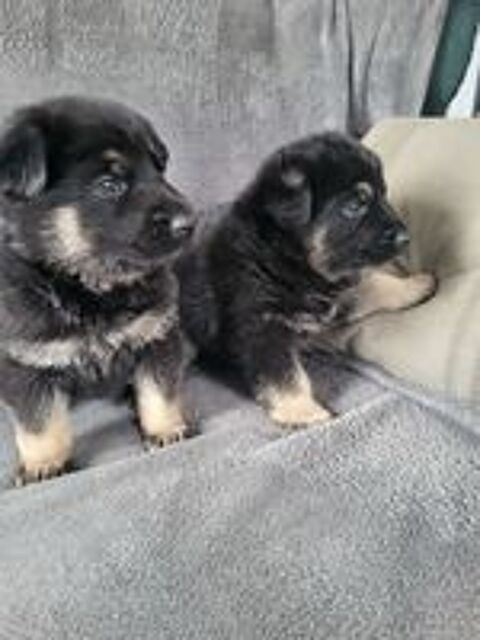   Disponible a la réservation chiots berger allemand 