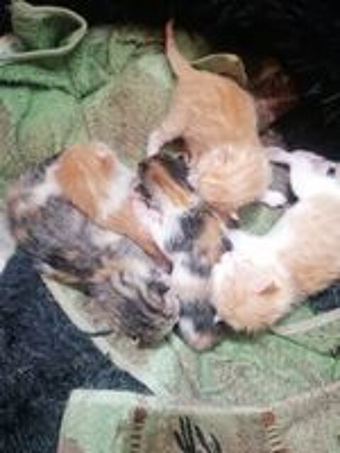   Donne Chatons 