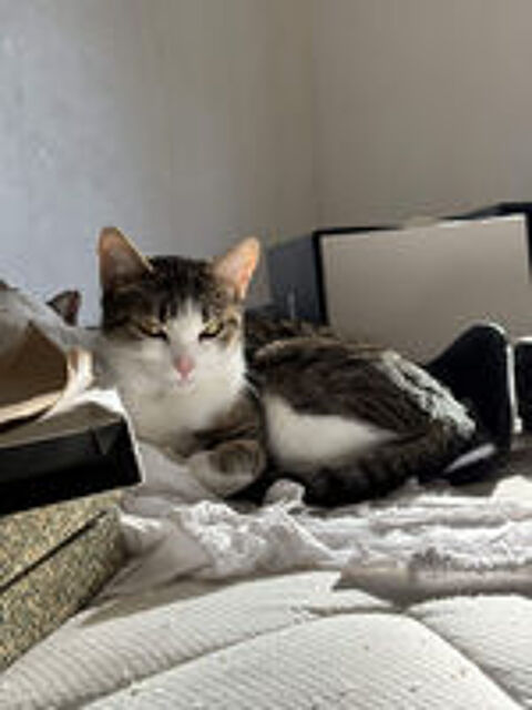   Sonette 