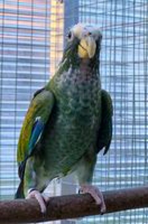   Perroquet pionus senilis  