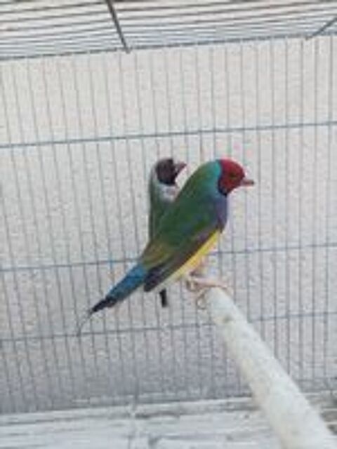   Couple Diamant de Gould  