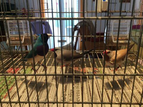 couple de bavette logue queue 90 31390 Carbonne