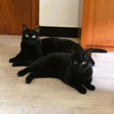 CLEO ET CALYPSO 0 26200 Montlimar