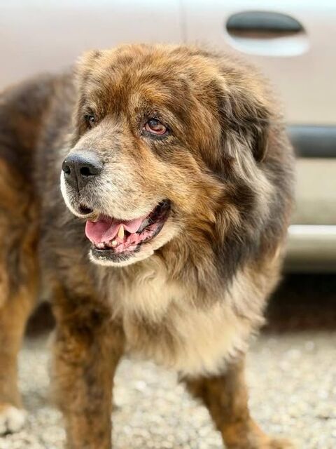 Chien REX &agrave; l adoption 100 26700 La garde-adh�mar