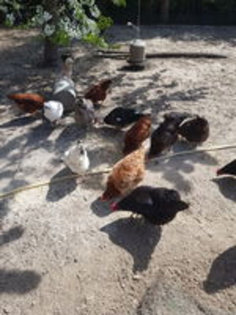   Poules pondeuses 