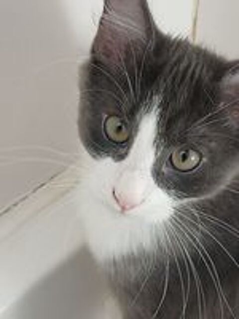   Donne 2 chatons adorable tres joueur et farceur .tres calin  