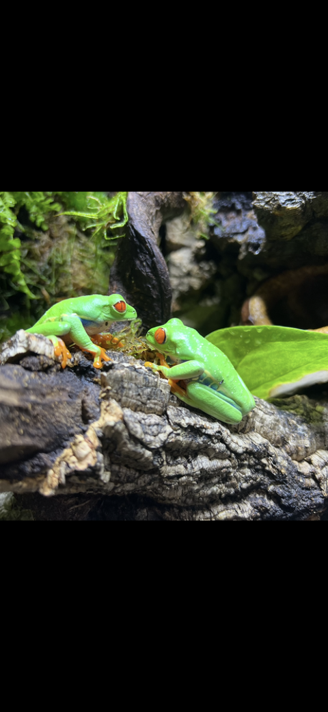 grenouilles Agalychnis callidrya 75 31520 Ramonville-saint-agne