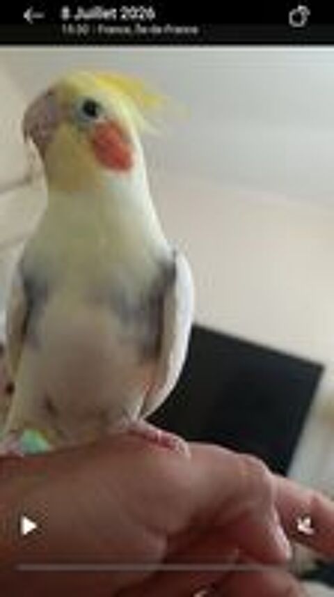   Male calopsitte eam 