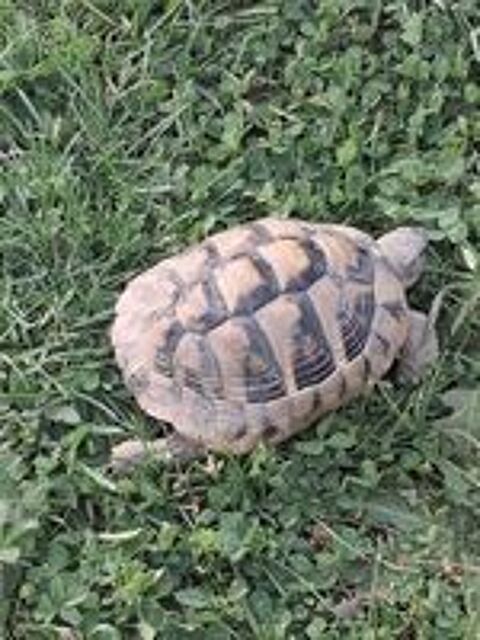   TORTUE MALE 
