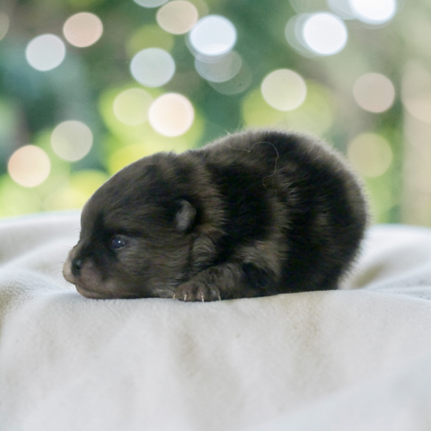 Spitz nain pomeranien  1800 91650 Breuillet