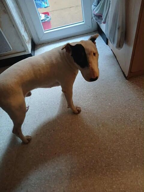 Chien CRAKEN à l adoption 210 26270 Loriol-sur-drme