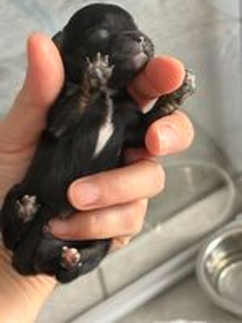   Chiot spitz nain 