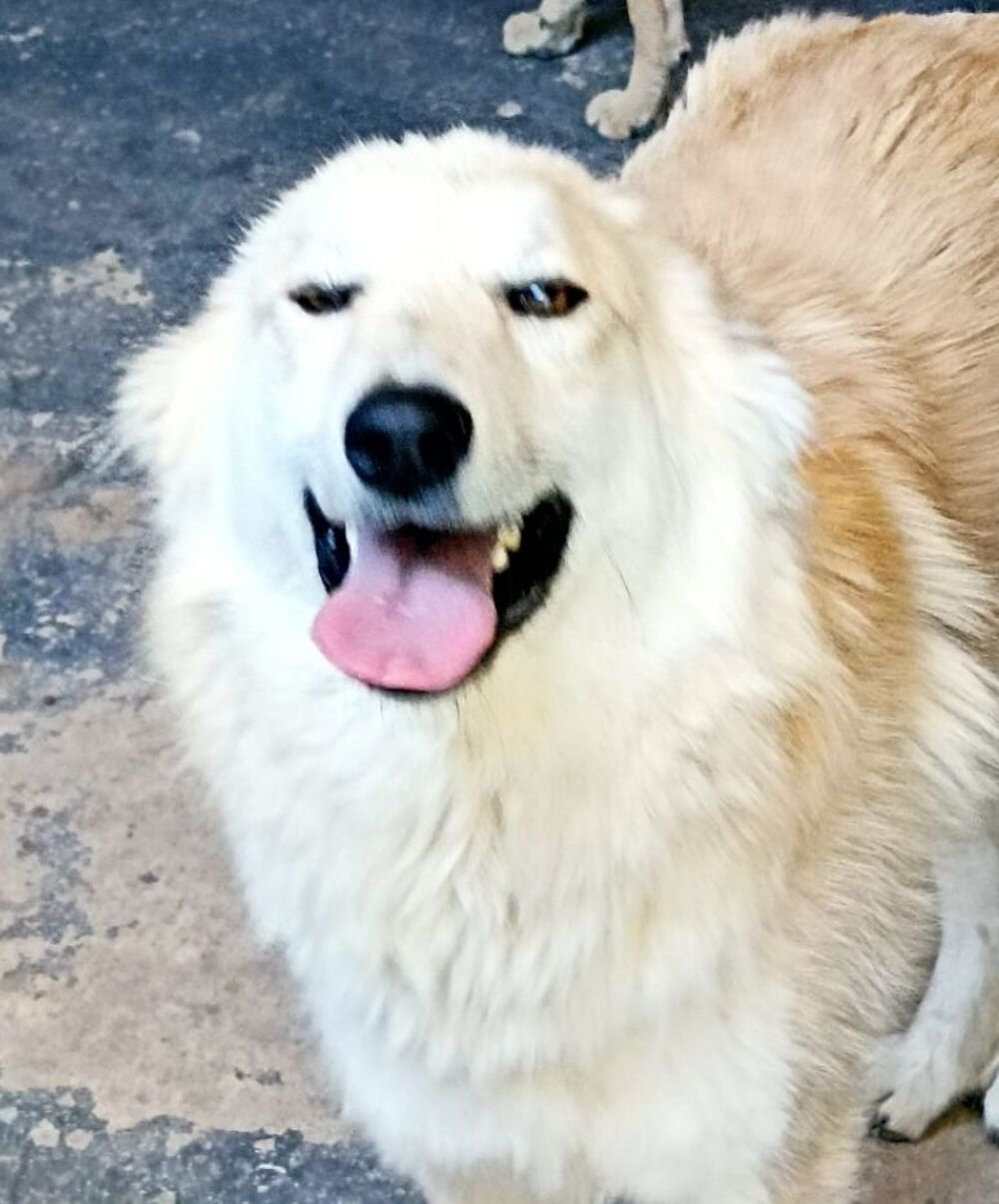   BELLA FEMELLE 1AN NON ST�RILIS�E  A SAUVER DE ROUMANIE ADOPTION OU ACCEUIL  