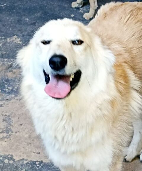BELLA FEMELLE 1AN NON STÉRILISÉE  A SAUVER DE ROUMANIE ADOPTION OU ACCEUIL 0 75018 Paris