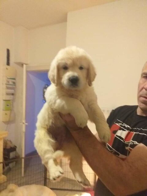 Chiots golden retriever issu parent lof 900 59264 Onnaing