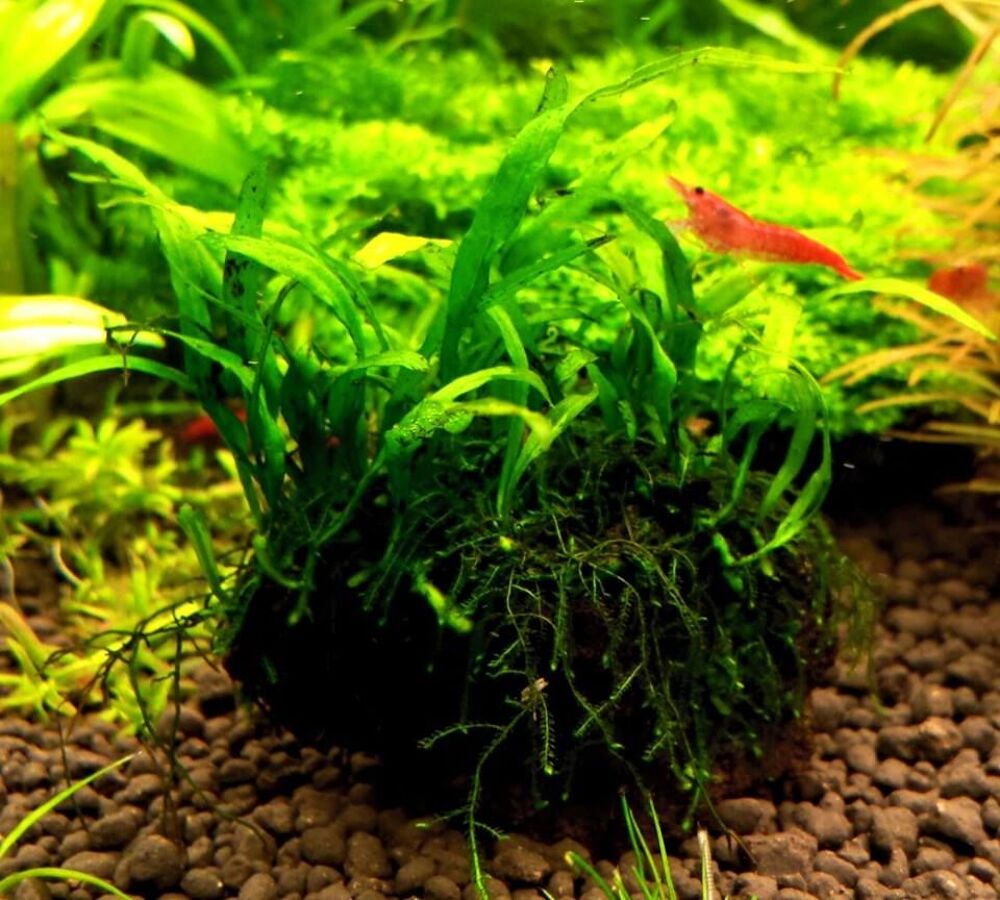   Plante Microsorum mini pour aquarium 