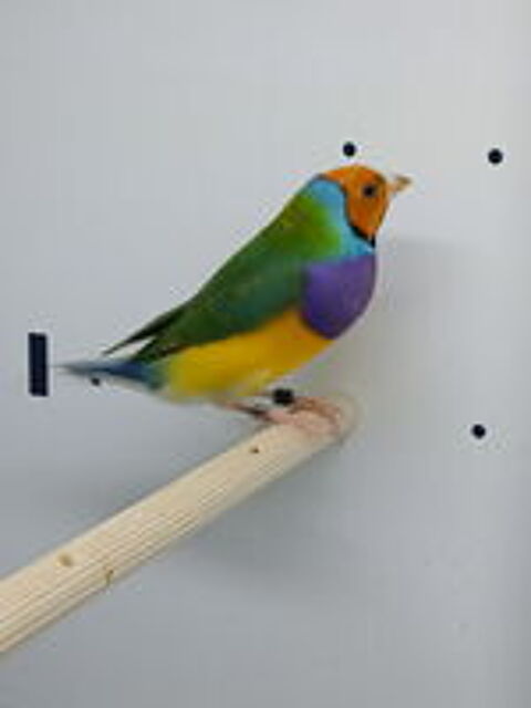   Diamant de Gould 