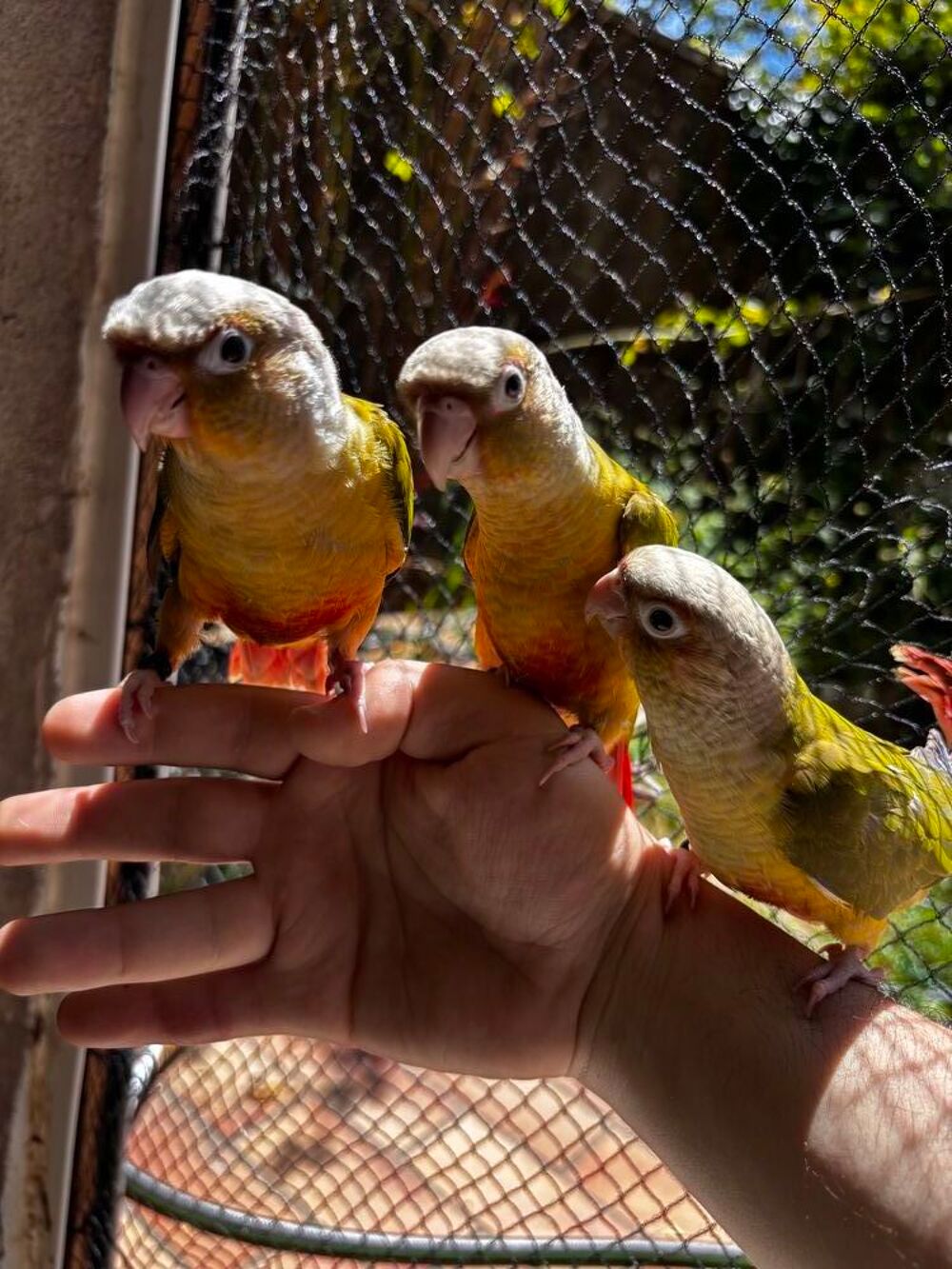   Jeune 2026 Conure ananas  