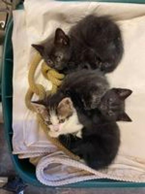   Donne deux chatons femelles 