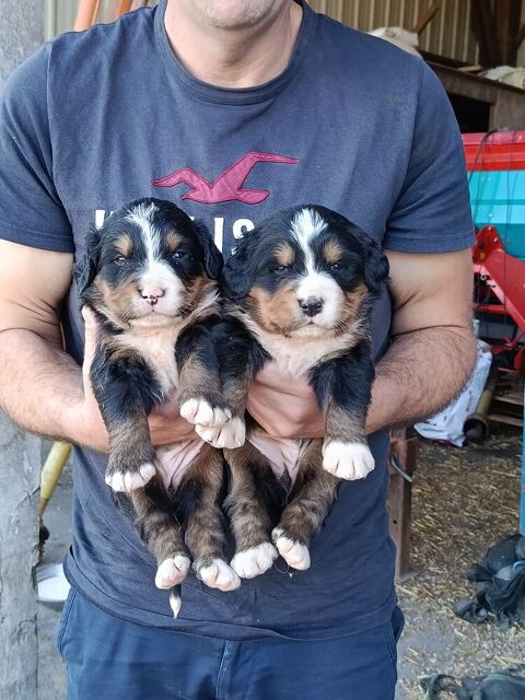 Chiots Bouvier Bernois 990 56400 Brech
