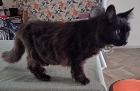 BAMBOU, chatte noire, 14 ans 0 34000 Montpellier