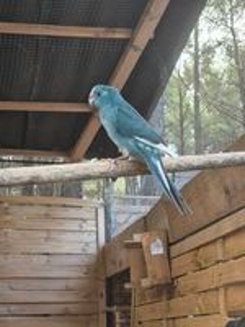   Kakariki  perruche de sparrman 