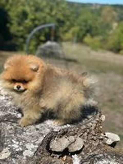   Magnifique Spitz naine Poméranian 