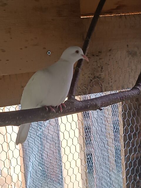 Colombe blanche 8 72320 Lamnay