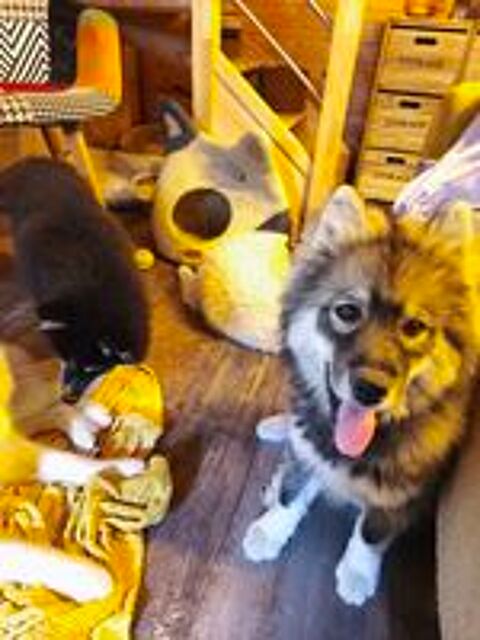   3 adorables femelles pomskies F4  